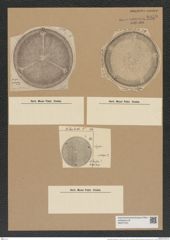 Aulacodiscus bomberi Arn. (de-Toni-Nr.: Genus 182, Species 4495) Zeichnungen Sammlung Grunow Nr. 8059 (NHMW-BOT-W0377375)